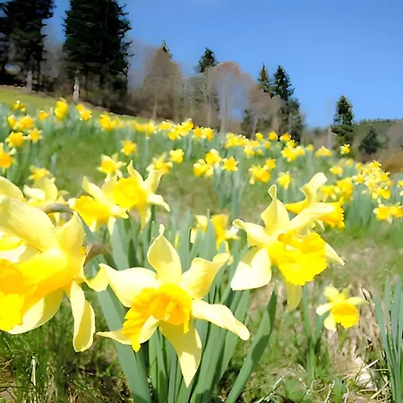 Apartment De L'ancien Moulin *