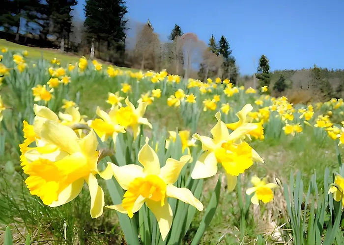 Apartment De L'ancien Moulin *